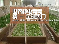 环境展示五