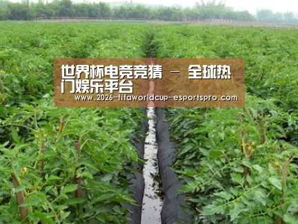 种植基地三